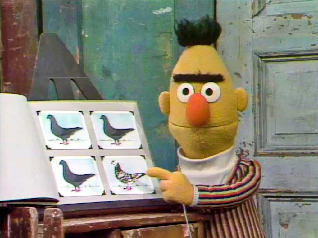 Screenshot from Sesame Street showing Bert pointing at four photos of pigeons. One pigeon has different coloring than the others.